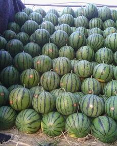 马王庙吃瓜,夏日炎炎，吃瓜群众的热闹聚集地