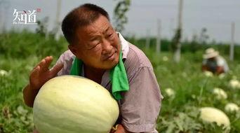 摇人吃瓜,摇人吃瓜背后的真相与内幕