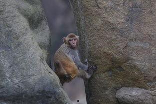 猴王吃瓜获奖视频,趣味视频赢大奖，欢乐无限！