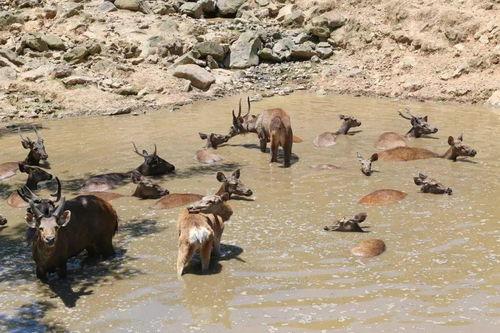 迅猛龙吃瓜群众