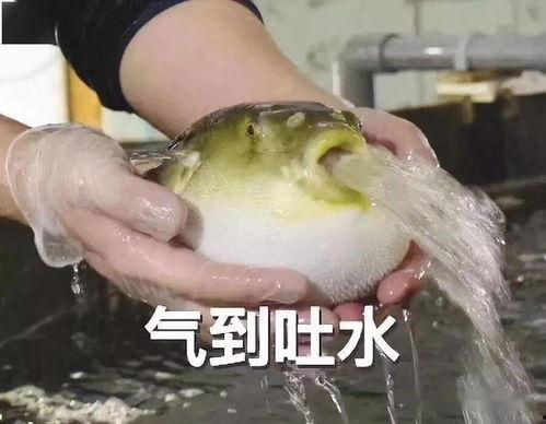 钓鱼圈吃瓜,揭秘吃瓜背后的真相与笑料