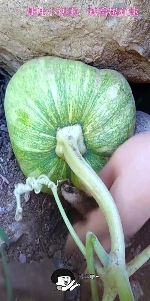 捡石头吃瓜图片大全,捡石头吃瓜，趣味图片大盘点