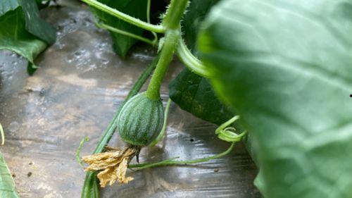 焕儿 吃瓜,揭秘娱乐圈幕后故事