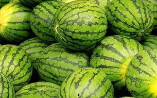 瓜迪吃西瓜,一场夏日里的甜蜜盛宴