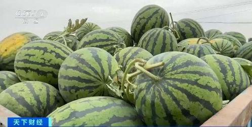 速播吃瓜网,揭秘娱乐圈最新热点,带你畅游八卦海洋