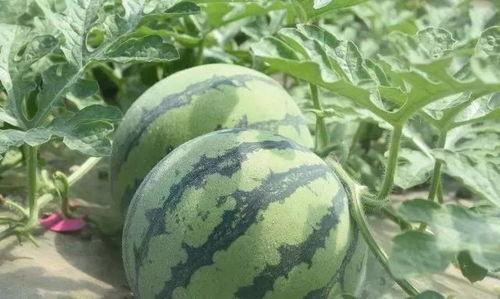 桃哥吃瓜版,揭秘娱乐圈幕后真相,带你领略明星们的真实生活