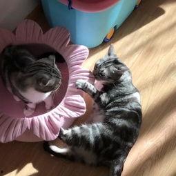 吃瓜猫头像,揭秘吃瓜猫的趣味生活