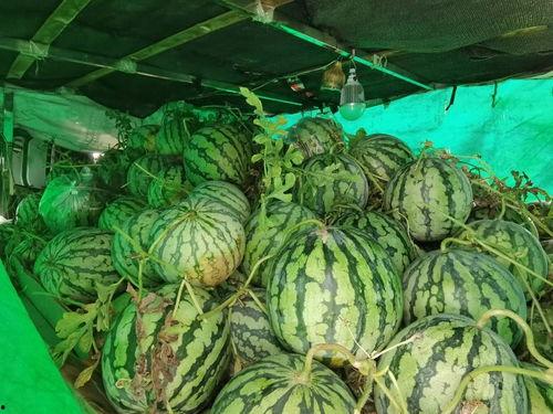 福建人民吃瓜,瓜果飘香,品味闽南瓜文化