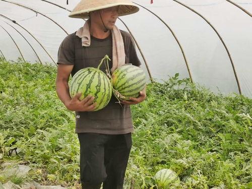 福建人民吃瓜,瓜果飘香,品味闽南瓜文化